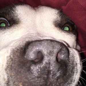 Meet your Posher, Julie